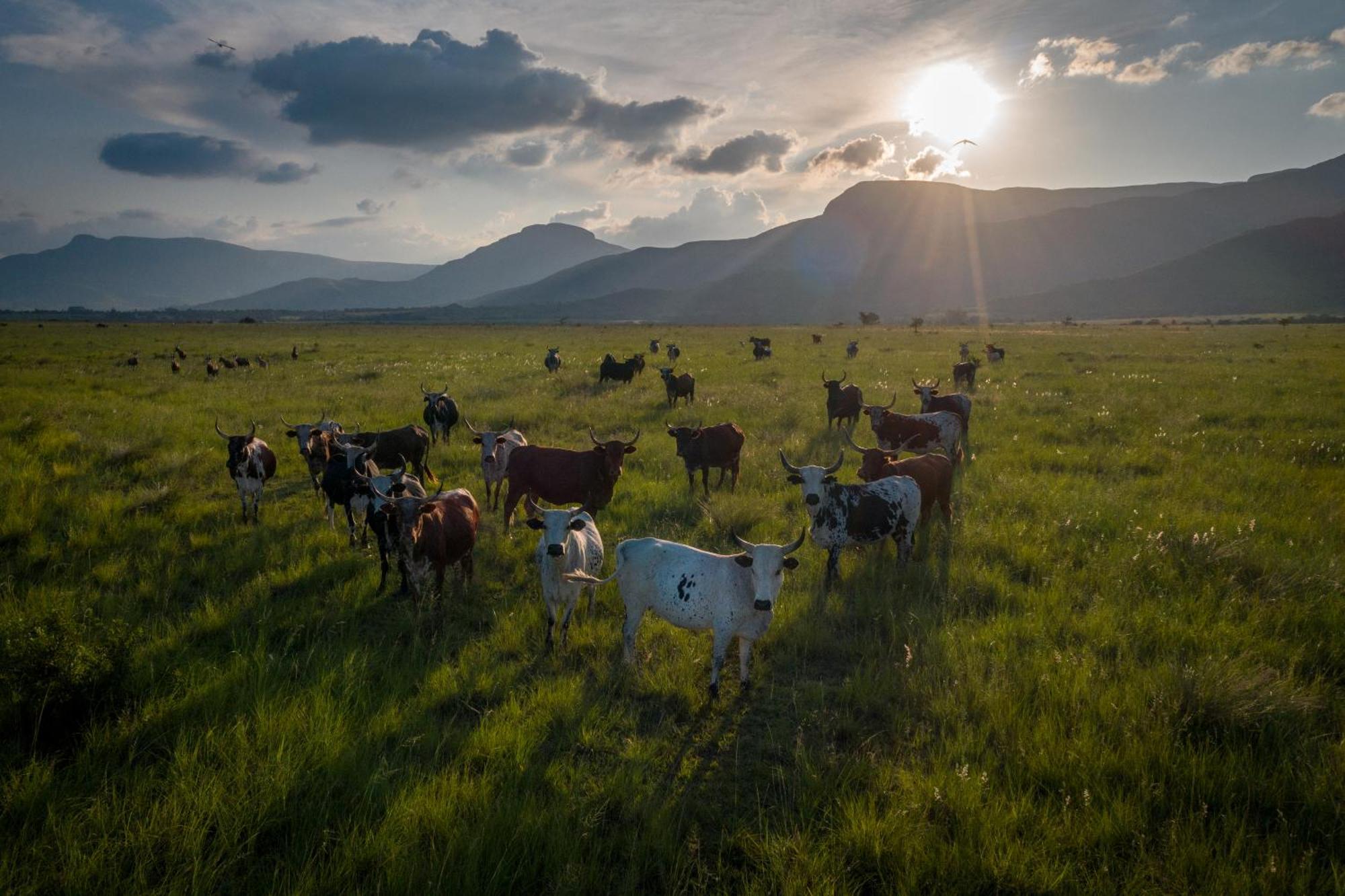 Villa The Cowshed Lydenburg Esterno foto